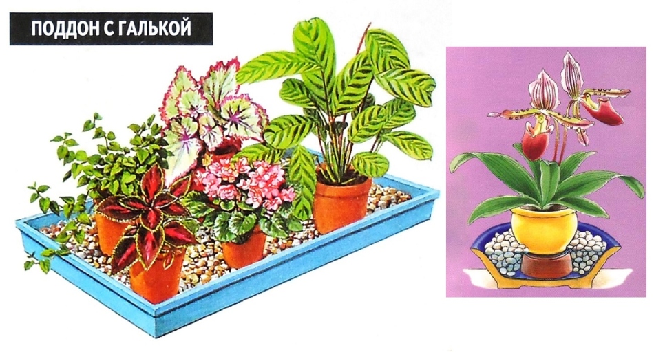 Pertempuran dengan kerikil untuk tanaman dalam ruangan (opsi desain)