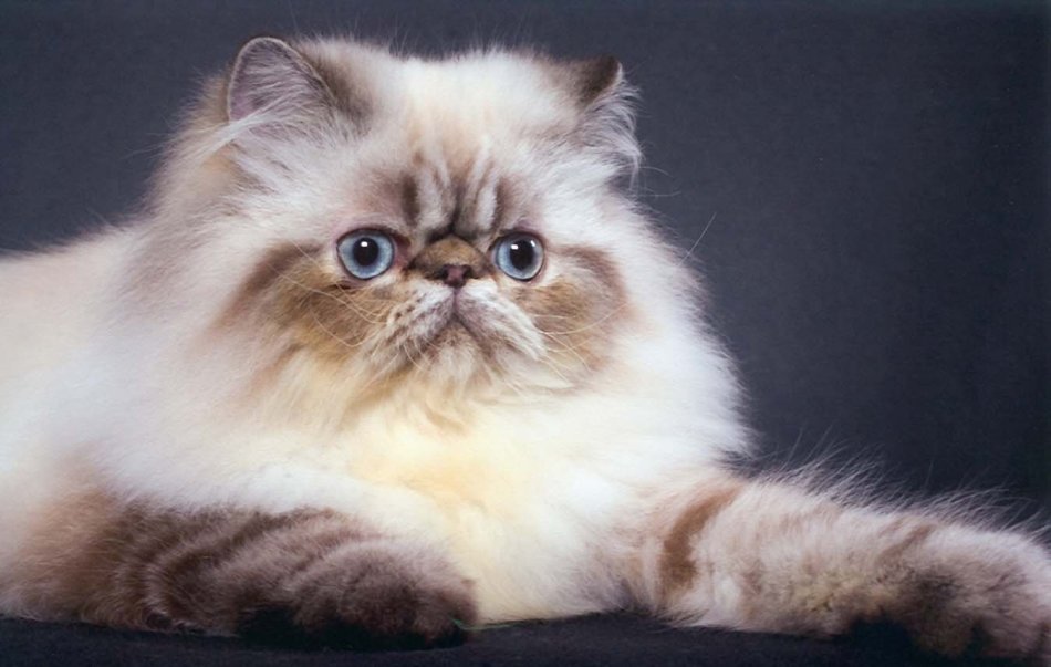 Milyen fajta macskák élnek a leghosszabb ideig?
