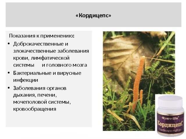 Cordyceps Mushroom: Propriétés de guérison, pour lesquelles il est utilisé, schémas d'application, revues