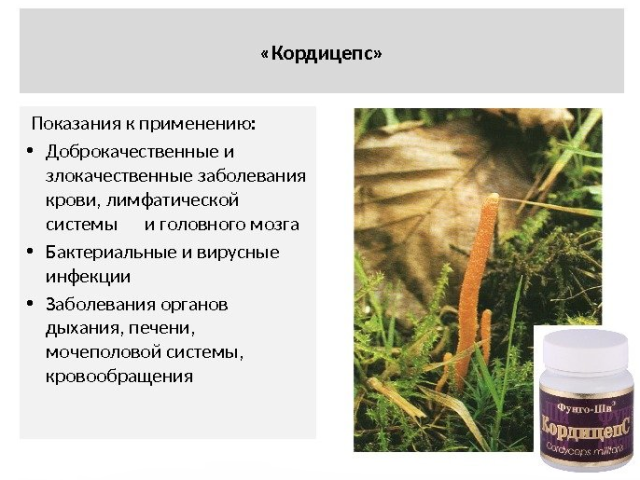 Cordyceps Mushroom: Healing Egenskaper, för vilka den används, applikationsscheman, recensioner