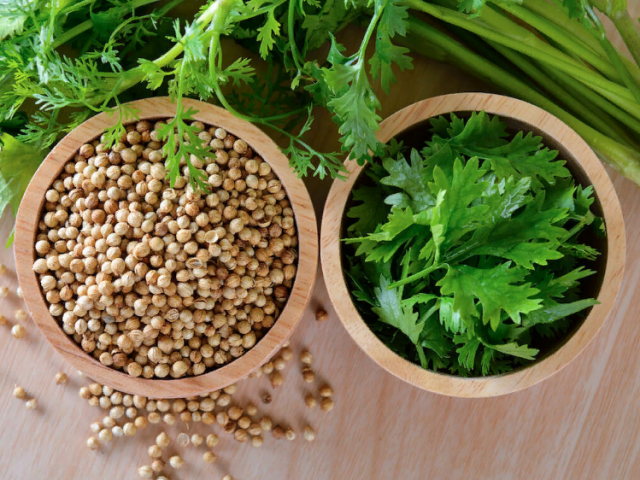 Coriander and cilantro are one and the same or not: benefit and harm, how and where is it used? Is the coriander?