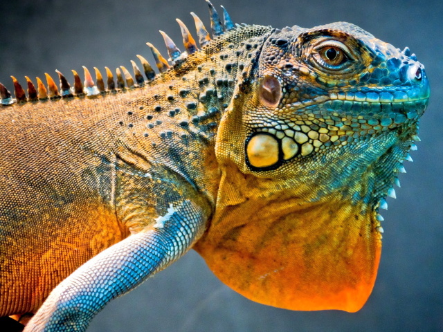 All about Iguans: what look, where they eat, where they live, are they dangerous for a person, can it be kept in an apartment?