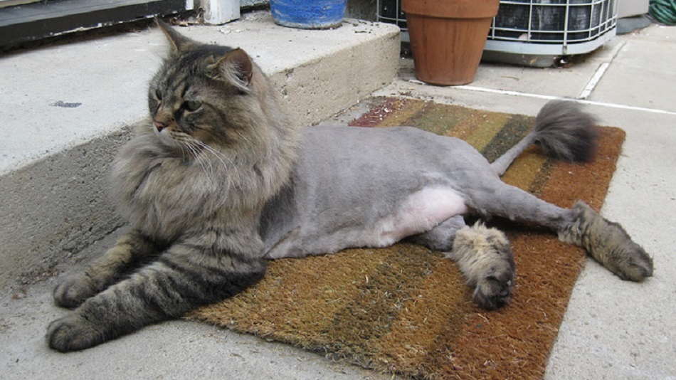 Подстричь кота в салавате