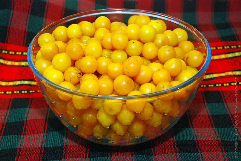 Large plate with selected cherry plums for preparing seasonings for the winter