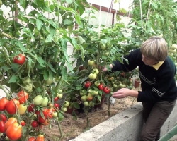 Cómo formar adecuadamente los arbustos de tomate son altos y bajos en un invernadero y su suelo abierto en un tallo, dos, tres tallos: esquema, puntas. ¿Qué pasará si los tomates no se forman? ¿Cuándo formar tomates?