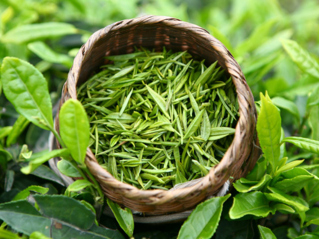 How is green tea for weight loss? How to brew and drink green tea to lose weight?