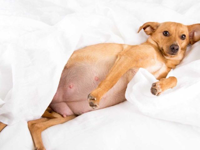 Ложная беременность у собак: лечение, препараты, рекомендации ветеринаров. Опасность ложной беременности у собак