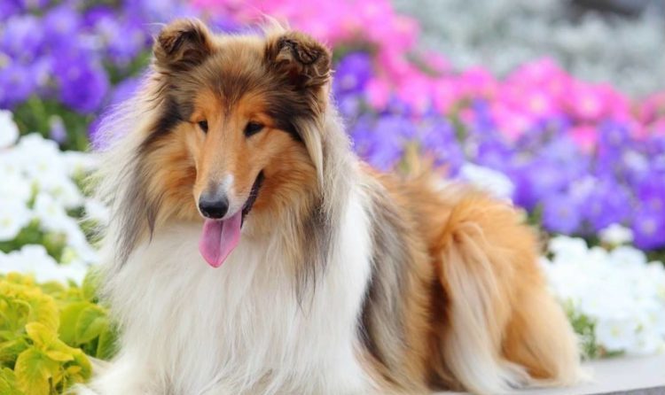 Dobar Collie