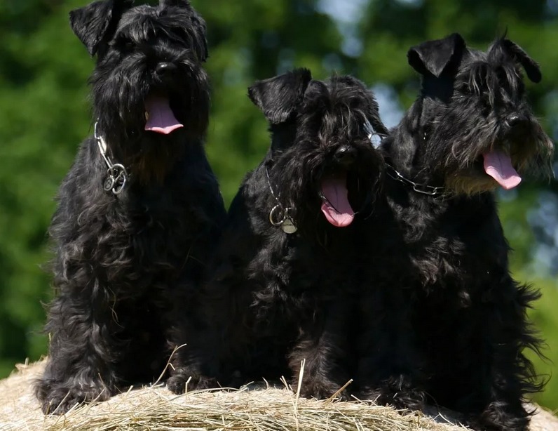 Schnauzers