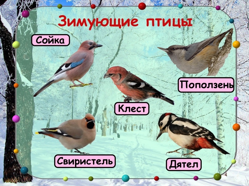 Оседлые Птицы Фото