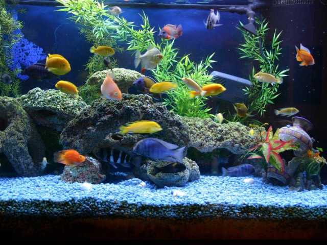 Аквариумные рыбки красные, черные, голубые, белые, желтые: фото с названиями. Аквариумные рыбки хищные и мирные, миролюбивые: названия, фото