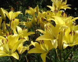 How to save lilies on the lilies before planting in winter, in the refrigerator? How to choose a lily on storage in winter?