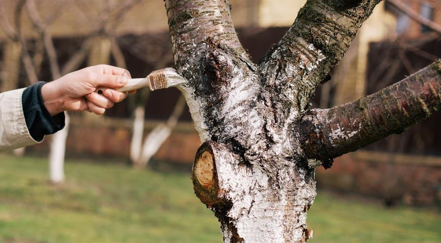 Θεραπεία των πολύπλοκων και μακροπρόθεσμων δέντρων