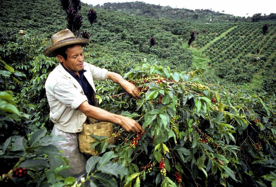 Entonces el café se cultiva