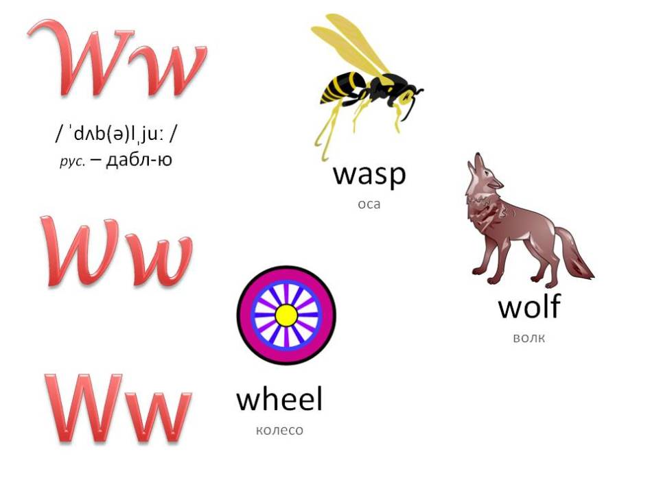 Английский алфавит с озвучкой для детей: буква ww