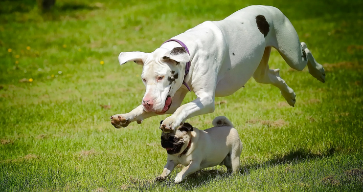 Собака прыгает на других собак