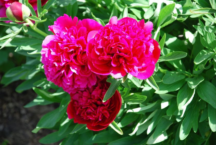 It is important to feed peonies