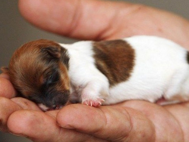 Как выкормить новорожденных щенков без матери? Чем кормить новорожденных щенков без матери: список смесей
