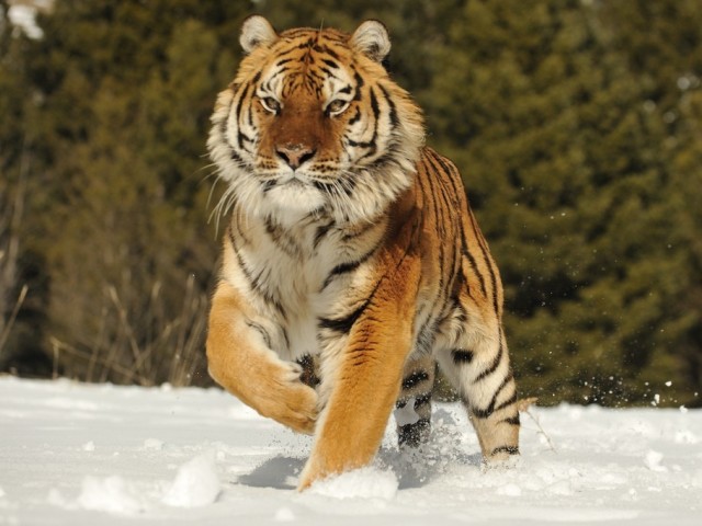 Amur Tiger - Fotoğraflı okul çocukları için kısa bir açıklama