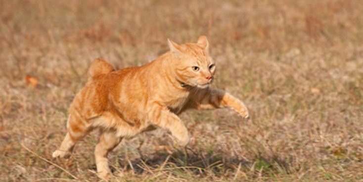 El gato está persiguiendo