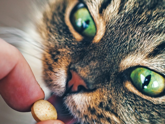 Können Katzen menschliche Pillen, No-Shpu, Balerian in Tabletten geben? Wie kann man einer Katze eine bittere Pille geben, damit sie nicht ausspricht?