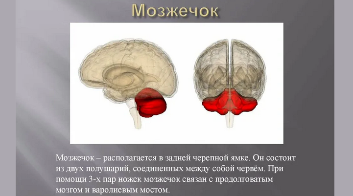 Мозжечок: отдел центральной нервной системы