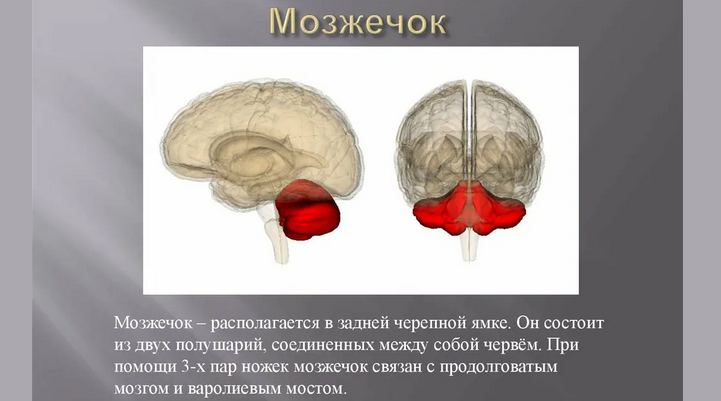 Cerebellar: the department of the central nervous system