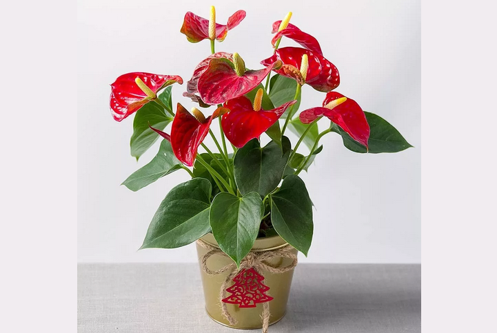 Антуриум — комнатный цветок, который должен быть в доме обязательно