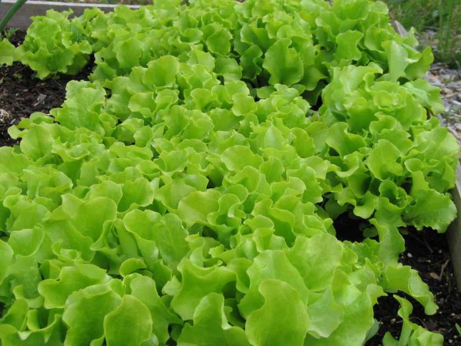 Lits avec des feuilles luxuriantes de la salade de salade cultivées sur son site
