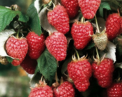 How does the raspberry tree differ from the usual raspberries: the description, what is it, where it grows?