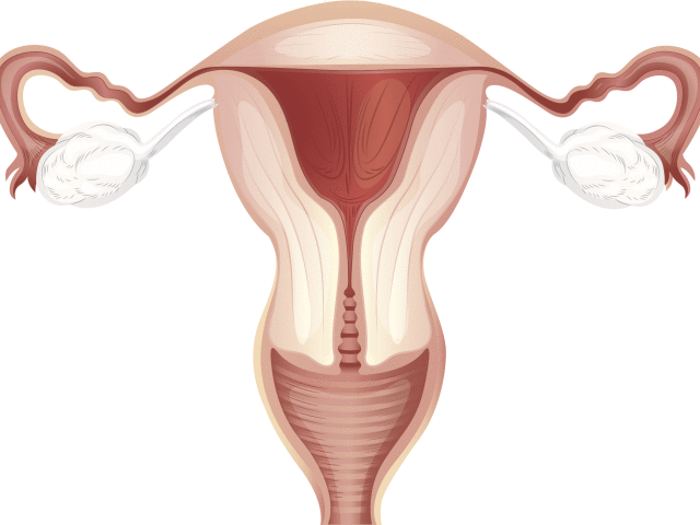 Réduire l'utérus après l'accouchement. Combien l'utérus est-il réduit après l'accouchement? Que faire pour que l'utérus se contracte?