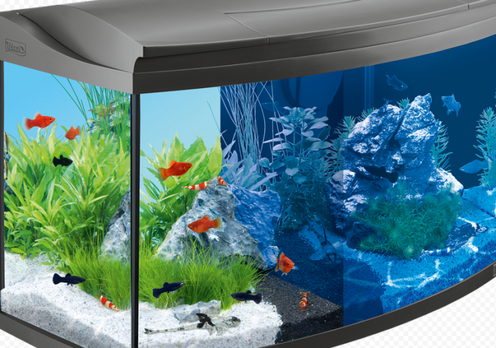 Домашний аквариум вместо домашнего питомца