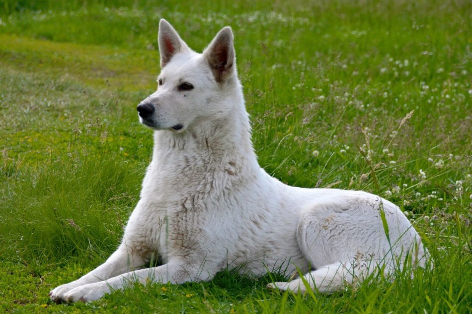 Beyaz köpekler için isimler