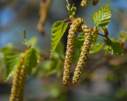Birch Buds: ευεργετικές ιδιότητες και αντενδείξεις για την εισαγωγή. Η χρήση μπουμπούκια σημύδας από βήχα, αρθρώσεις, συκώτι