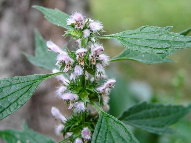 Motherwort in tablets and tincture instructions for use, therapeutic properties, side effects and contraindications. How to take motherwort extract to children, pregnant and with breastfeeding?