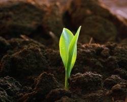 How to maintain soil fertility: the best tips on how to increase soil fertility
