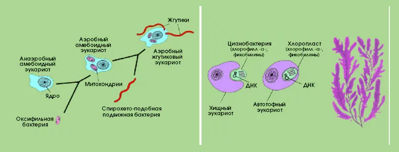 Procesul de transformare în simboluri