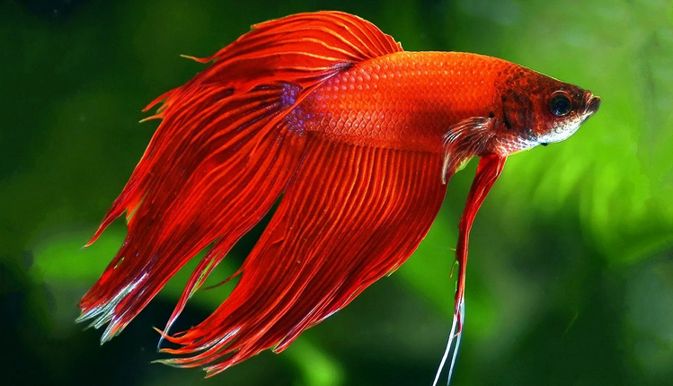 Рыбка петушок красный