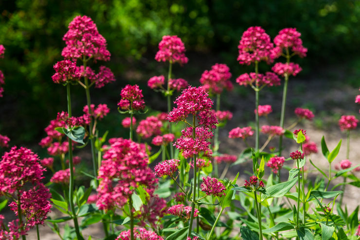 Bright flowering