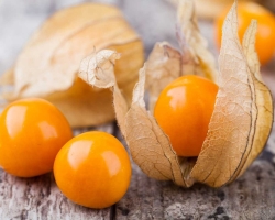 Physalis: Manfaat, kontraindikasi untuk digunakan. Physalis selama kehamilan