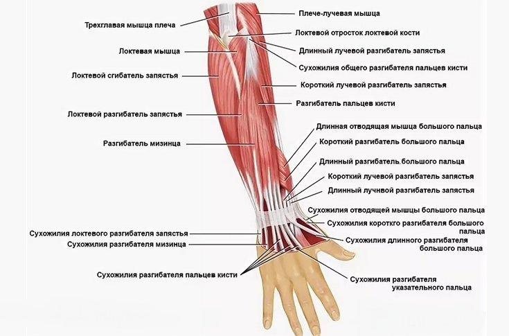 Анатомия строения руки человека: сухожилия