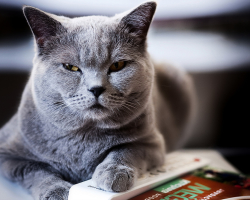 Arthrite chez les chats: causes, symptômes, traitement d'un animal de compagnie