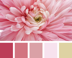 Nuances roses: palette, couleurs