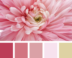 Rosa Farbtöne: Palette, Farben