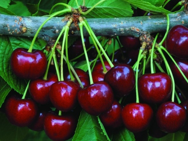 Comment cultiver des cerises à partir d'un os à la maison: guide étape par étape pour les débutants. Comment germer correctement les cerises d'un os, mettre au printemps dans le sol, couper que vaporiser, nourrir: instructions de pas en étape. Cherries et parasites: Description avec des photos