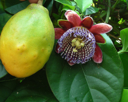 Passiflora: Χρήσιμες και θεραπευτικές ιδιότητες και αντενδείξεις. Εξαγωγή, βάμμα, ομοιοπαθητική, δισκία Passiflora - Οδηγίες για χρήση