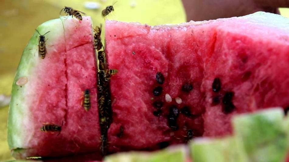 Gift auf Wassermelonenkrusten verteilen