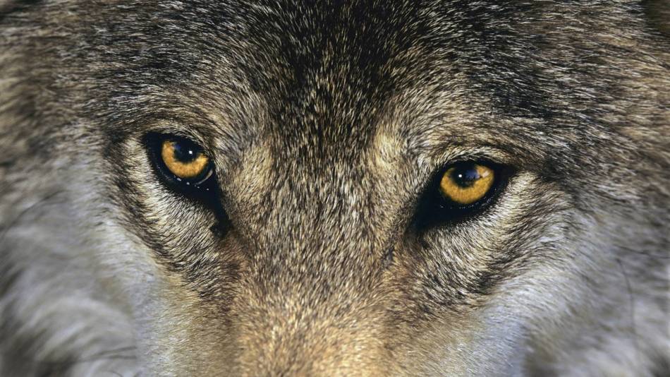 The wolf's eyes in a dream warn of danger in reality.