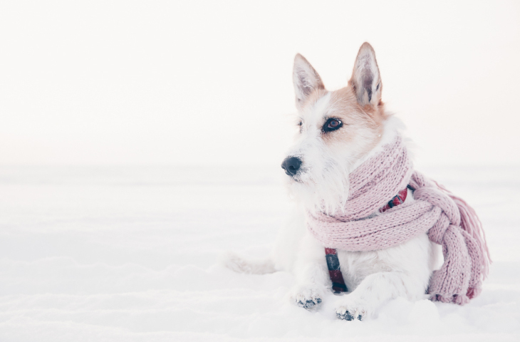 Почему собаки и их лапы не мерзнут зимой на морозе, при какой температуре мерзнут собаки, что делать, как утеплить будку для собак?