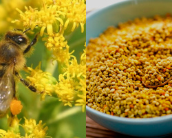 Was behandelt Blumenbienenpollen? Rezepte für die Anwendung in Volksmedizin und Kosmetologie, vorteilhafte Eigenschaften und Kontraindikationen, chemische Zusammensetzung und Vitamine von Bienenblütenpollen